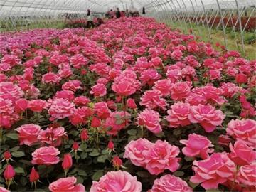 華南濱海耐鹽堿植物推薦