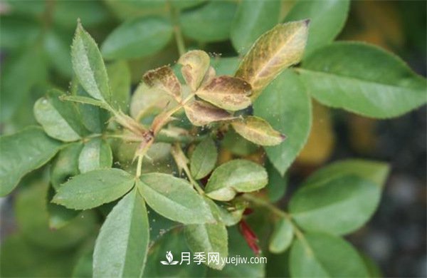 不用藥就能搞定月季紅蜘蛛，簡單方法治葉螨(圖1)