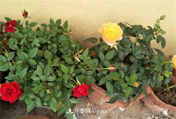 月季開(kāi)花多與少，全看秋冬會(huì)不會(huì)養(yǎng)，2個(gè)工作要做好(圖1)