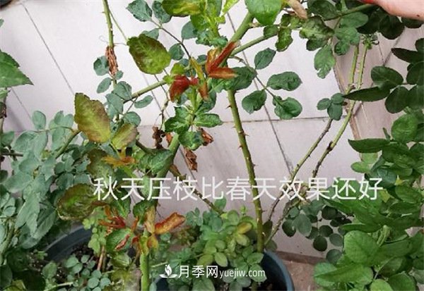 月季開(kāi)花多與少，全看秋冬會(huì)不會(huì)養(yǎng)，2個(gè)工作要做好(圖2)