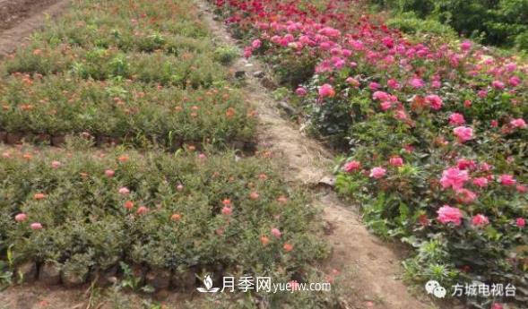 方城縣券橋鎮(zhèn)：發(fā)展月季苗木產業(yè)，助力致富鄉(xiāng)村振興(圖2)