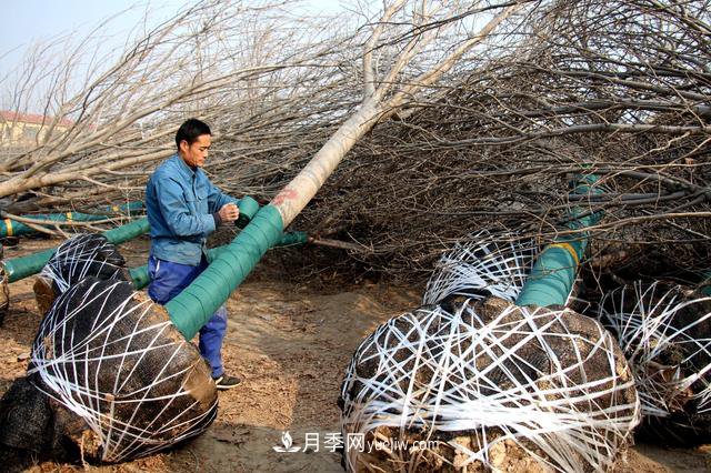 “買全國、賣全國”，濱州冬季苗木交易忙(圖1)