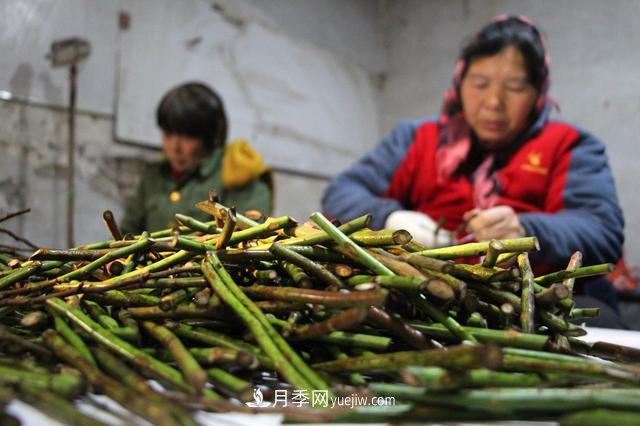 “買全國、賣全國”，濱州冬季苗木交易忙(圖2)