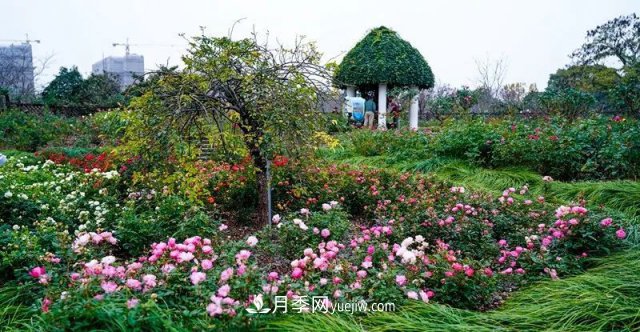 上海植物園內部分月季釋放冬季魅力，觀賞區(qū)還在不斷優(yōu)化中(圖3)