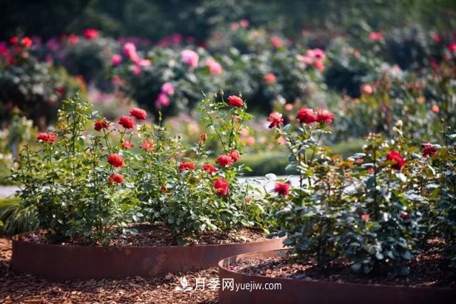 上海植物園內部分月季釋放冬季魅力，觀賞區(qū)還在不斷優(yōu)化中(圖6)