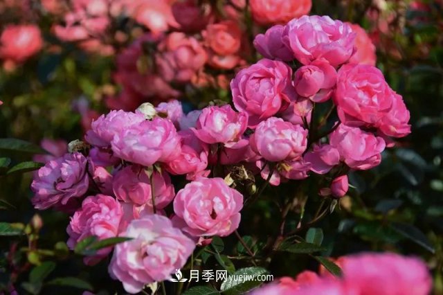 上海植物園內部分月季釋放冬季魅力，觀賞區(qū)還在不斷優(yōu)化中(圖4)