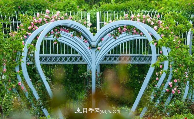 上海植物園內部分月季釋放冬季魅力，觀賞區(qū)還在不斷優(yōu)化中(圖2)