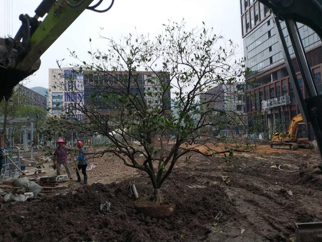 大樹土球破損散球移栽后，幾個訣竅快速提高復(fù)壯能力(圖5)