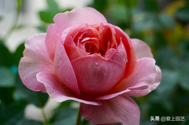 推薦3個優(yōu)秀的冷門月季品種，也許還在誰的花園里爭美(圖1)