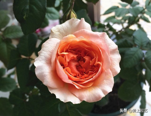 推薦3個優(yōu)秀的冷門月季品種，也許還在誰的花園里爭美(圖2)