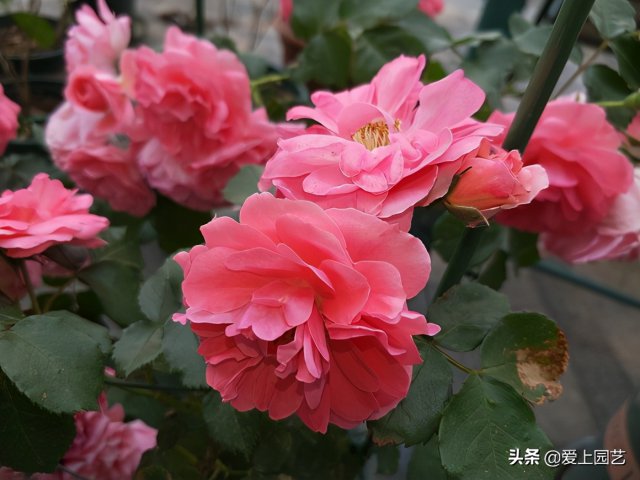 推薦3個優(yōu)秀的冷門月季品種，也許還在誰的花園里爭美(圖3)