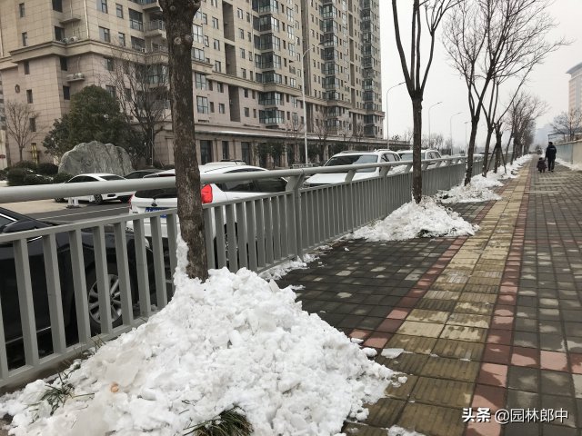 12月份園林養(yǎng)護尾聲，如何做才能讓苗木來年長得好(圖3)