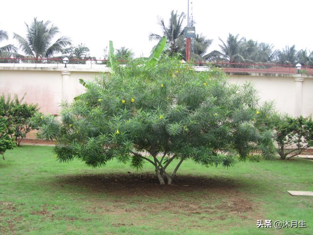 園林綠化是國家戰(zhàn)略，利潤很高，了解行業(yè)標準財富滾滾來(圖1)