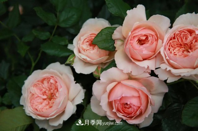 月季好看不好養(yǎng)？選對(duì)15個(gè)月季品種抗性好長(zhǎng)得快(圖7)