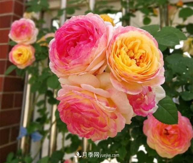 月季好看不好養(yǎng)？選對(duì)15個(gè)月季品種抗性好長(zhǎng)得快(圖5)