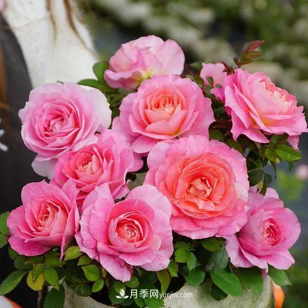 月季好看不好養(yǎng)？選對(duì)15個(gè)月季品種抗性好長(zhǎng)得快(圖11)