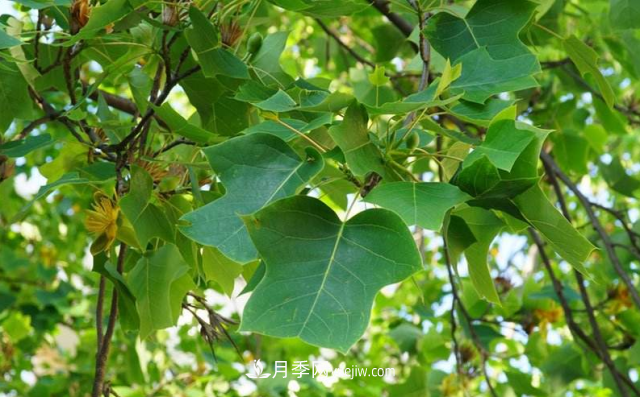十大推介樹種出爐，或是2020年***后一波苗木商機(圖6)