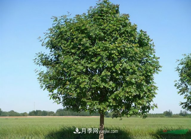 十大推介樹種出爐，或是2020年***后一波苗木商機(圖4)