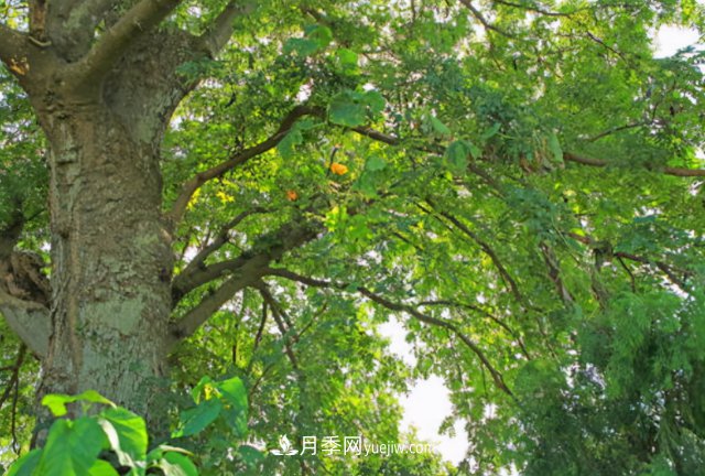 十大推介樹種出爐，或是2020年***后一波苗木商機(圖2)