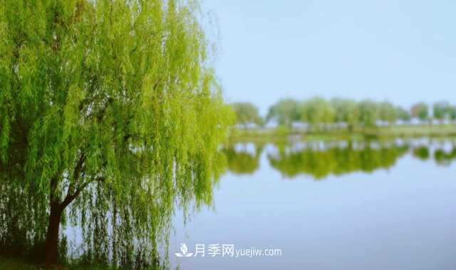 十大推介樹種出爐，或是2020年***后一波苗木商機(圖9)