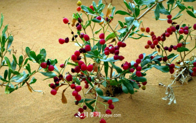 十大推介樹種出爐，或是2020年***后一波苗木商機(圖7)