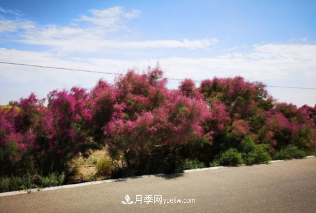 十大推介樹種出爐，或是2020年***后一波苗木商機(圖8)