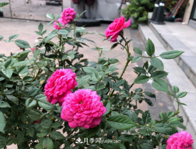 冬季實(shí)惠的裸根月季，栽種做好3件事讓冬季室內(nèi)開滿花(圖3)