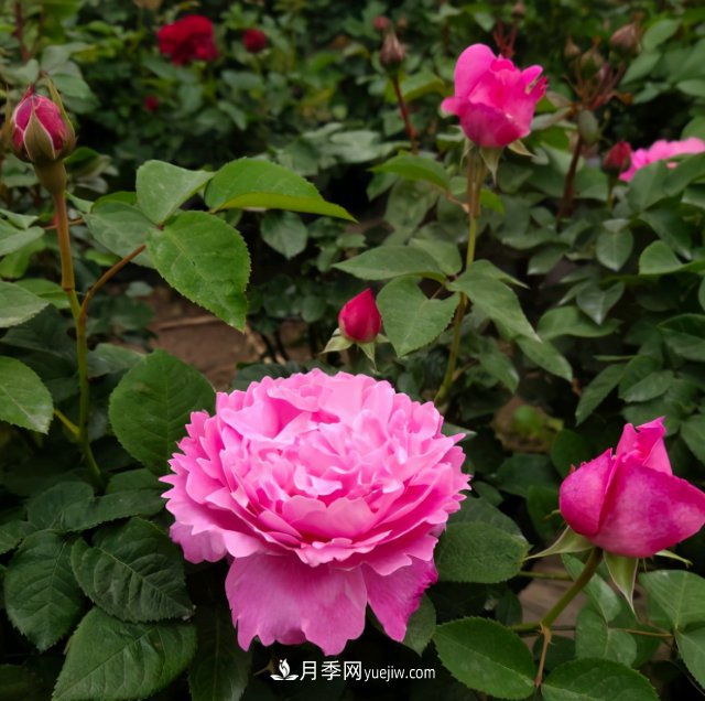 冬季實(shí)惠的裸根月季，栽種做好3件事讓冬季室內(nèi)開滿花(圖2)