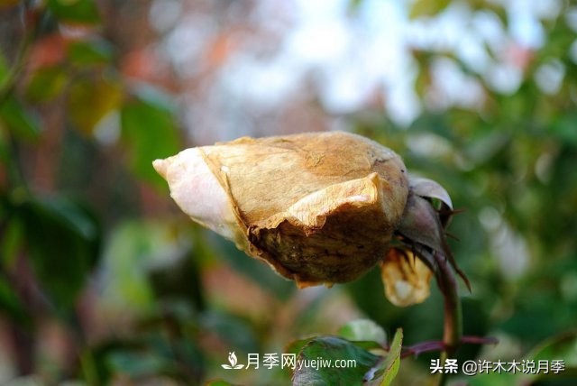 月季病蟲害TOP10排行榜，哪種病害更難纏？給你防治方法(圖6)