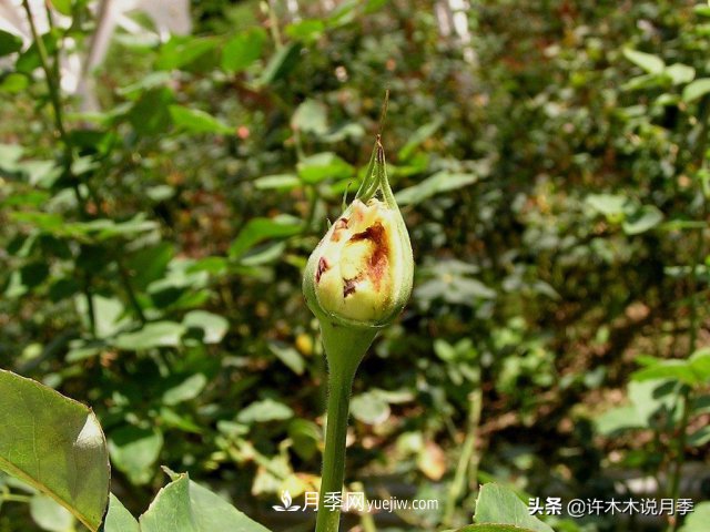 月季病蟲害TOP10排行榜，哪種病害更難纏？給你防治方法(圖7)