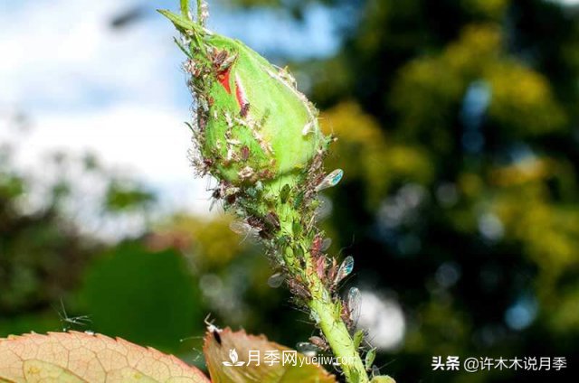 月季病蟲害TOP10排行榜，哪種病害更難纏？給你防治方法(圖8)