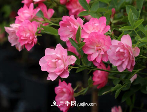 新手推薦3款月季品種，四季花開不斷越養(yǎng)越上癮(圖2)