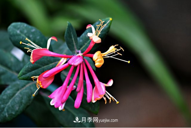 市場前景大好的6種忍冬科植物，你家苗圃有嗎？(圖6)