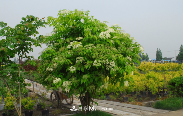 市場前景大好的6種忍冬科植物，你家苗圃有嗎？(圖5)