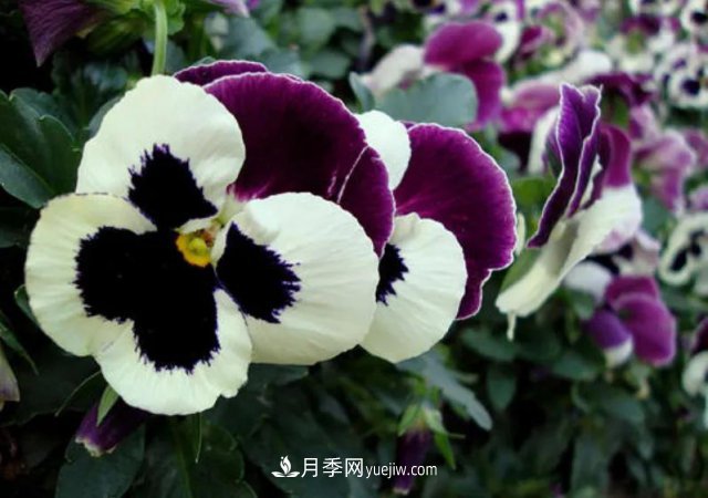 市場前景大好的6種忍冬科植物，你家苗圃有嗎？(圖2)