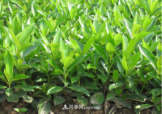 市場前景大好的6種忍冬科植物，你家苗圃有嗎？(圖4)