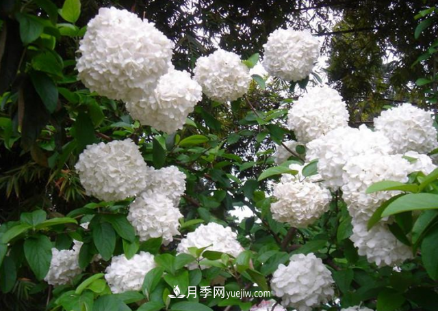 市場前景大好的6種忍冬科植物，你家苗圃有嗎？(圖3)