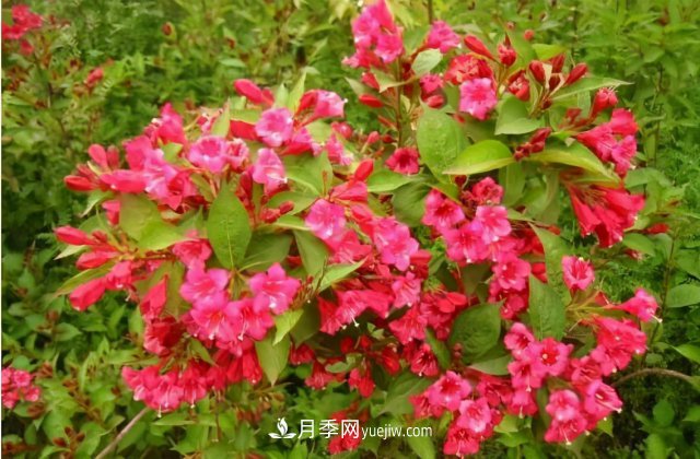 市場前景大好的6種忍冬科植物，你家苗圃有嗎？(圖1)