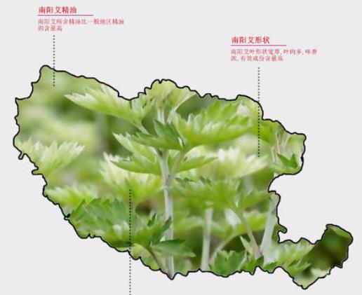 從污染大鎮(zhèn)到月季艾草之鄉(xiāng)，南陽蒲山鎮(zhèn)華麗轉(zhuǎn)身(圖2)