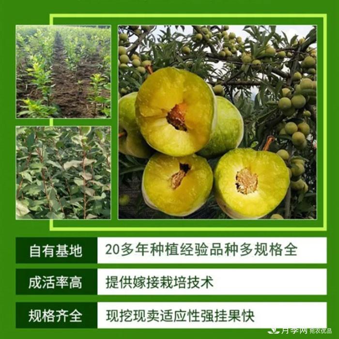 梨樹苗(圖2)