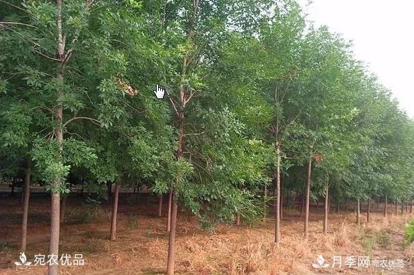 南陽苗木市場打開新局面，未來3類苗木引關(guān)注(圖1)