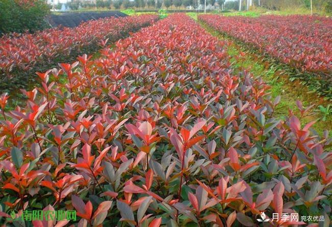 南陽苗木市場打開新局面，未來3類苗木引關(guān)注(圖2)