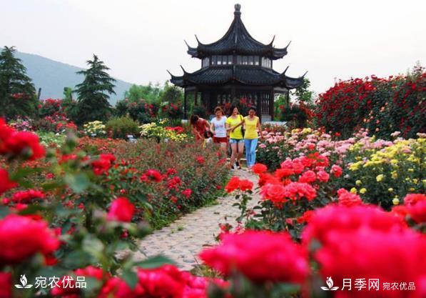 2020中國南陽首屆首屆月季博覽會(huì)可以如期開幕嗎？(圖1)