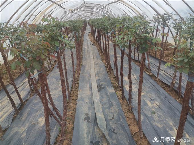 南陽2公分月季樹價(jià)格45元，樹狀月季產(chǎn)地價(jià)格表(圖5)