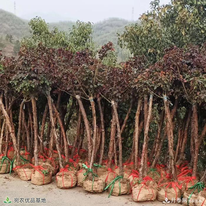 4公分月季樹(shù)批發(fā)，樹(shù)狀月季基地直銷2020年新報(bào)價(jià)(圖2)