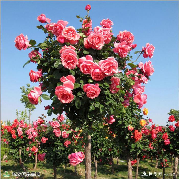 月季花瓣掉落？這幾個(gè)原因是關(guān)鍵，預(yù)防好鮮花水靈又鮮艷(圖1)