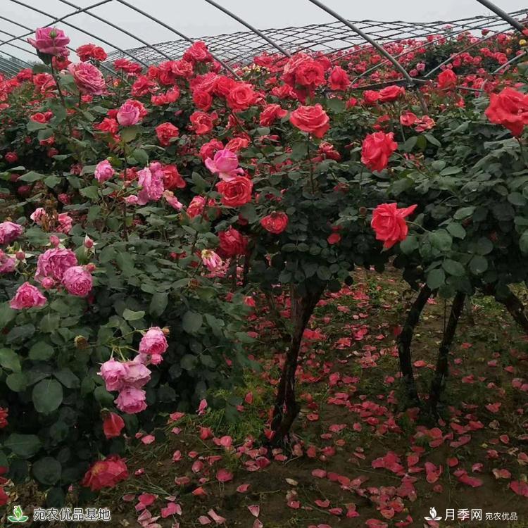 3公分5公分樹狀月季產(chǎn)地報價，月季樹基地直銷上車價(圖1)