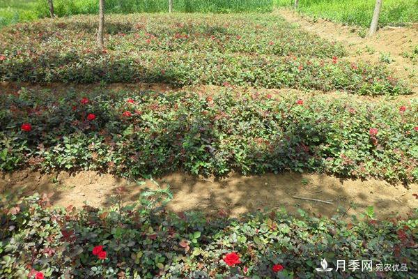 地被月季和紅帽子月季知識(shí)介紹(圖2)