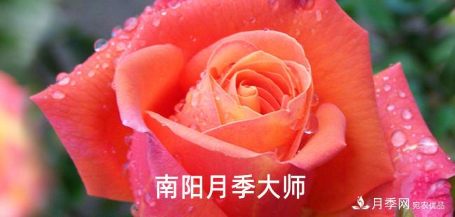 南陽市首批13名南陽月季大師名單都有誰？(圖1)