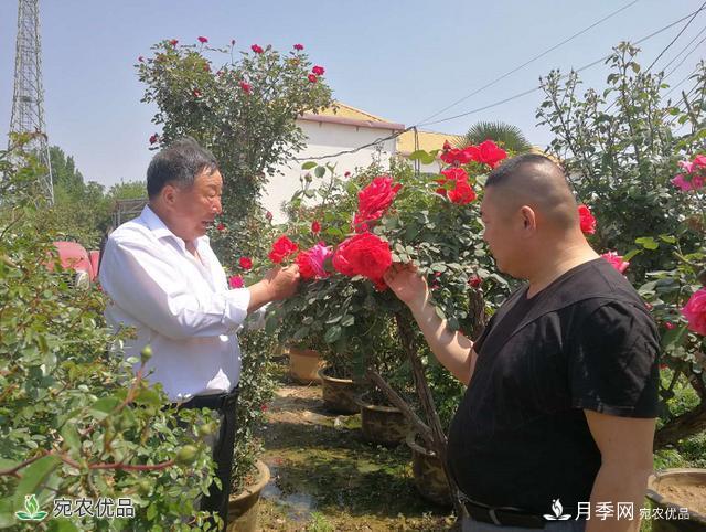 四季花開美名揚(yáng)——訪南陽“月季大師”蘇金朋、蘇玉果父子(圖1)
